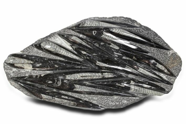 Polished Fossil Orthoceras (Cephalopod) Plate - Morocco #359584